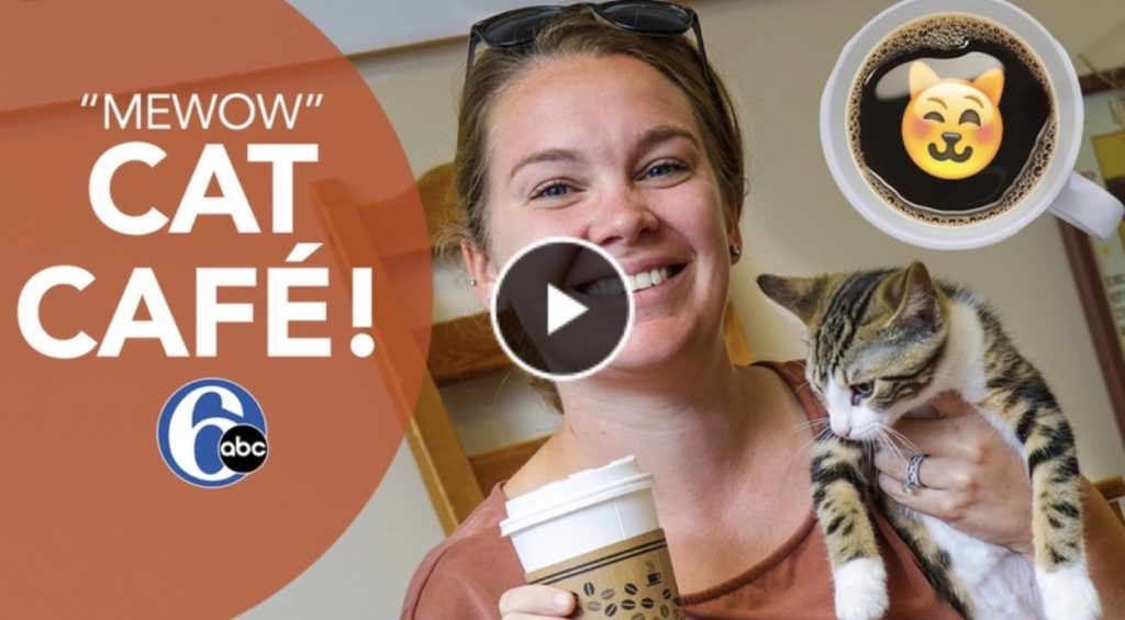 mewow promotional video