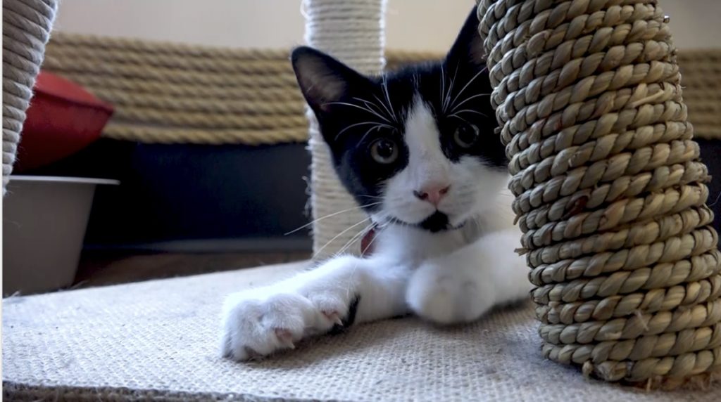 cat under the chair
