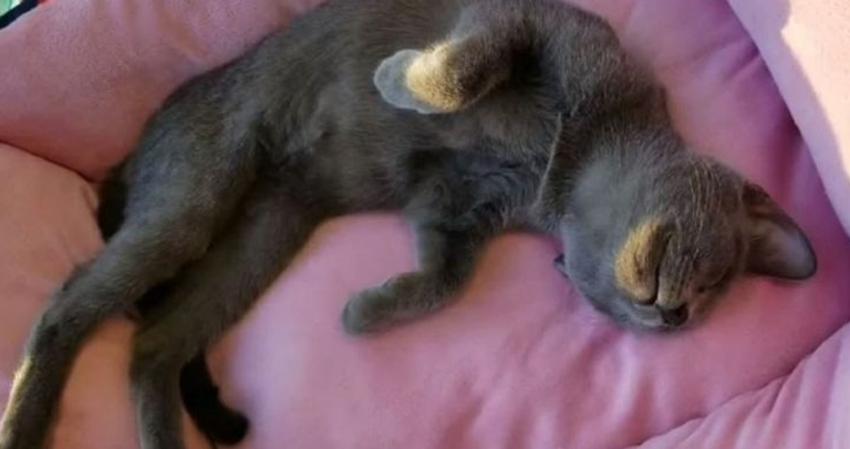 sleeping gray cat