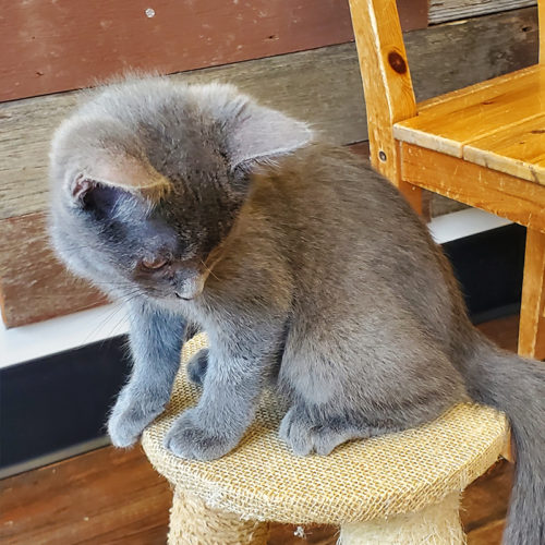 lovely gray kitten