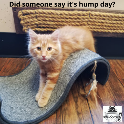 cat hump day