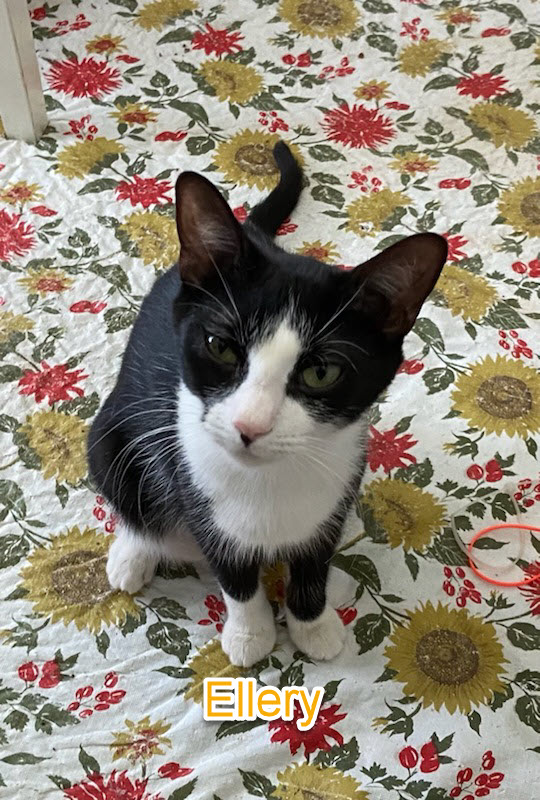 Adoption Pending