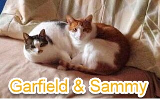Garfield & Sammy