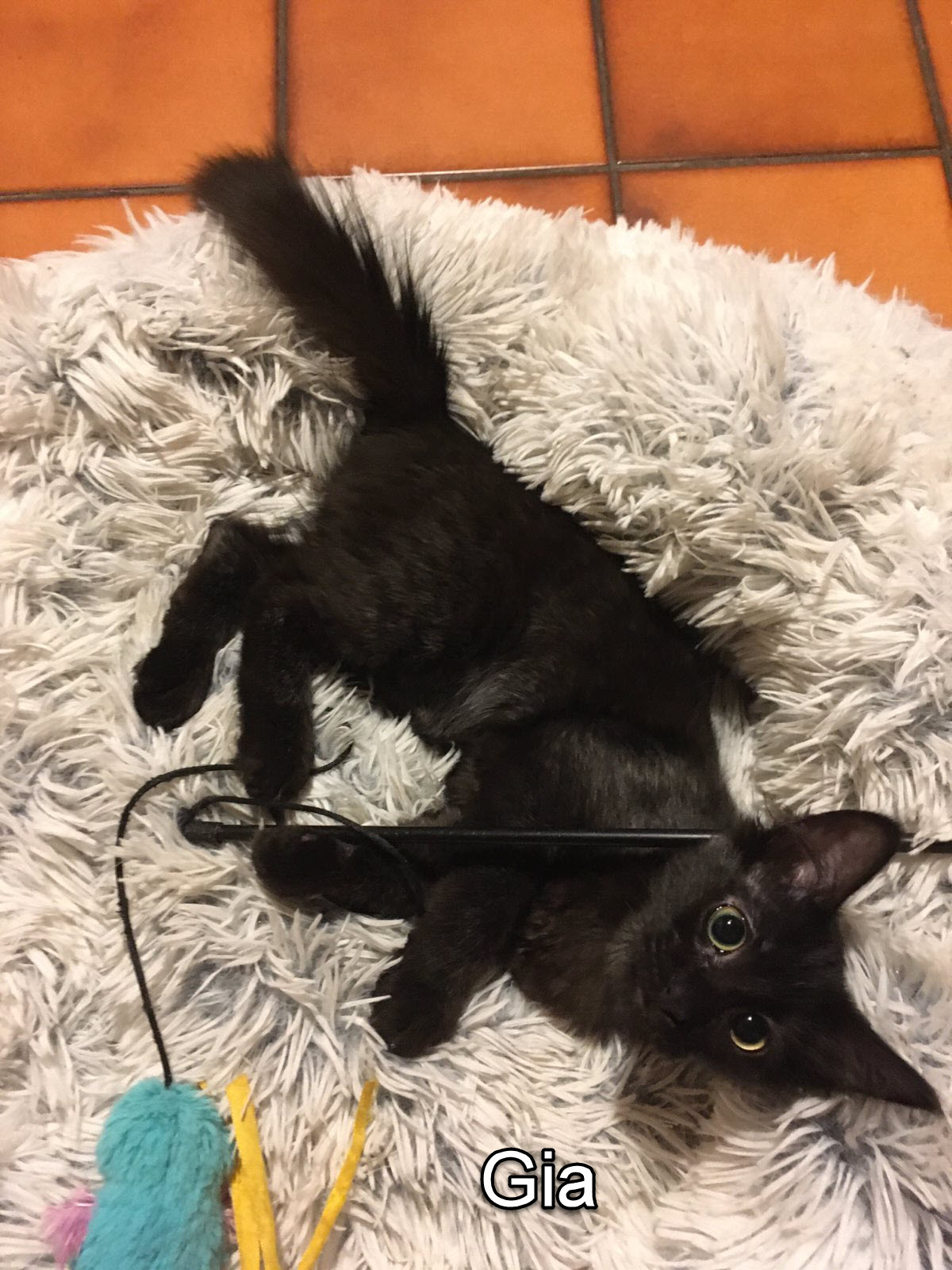 Adoption Pending