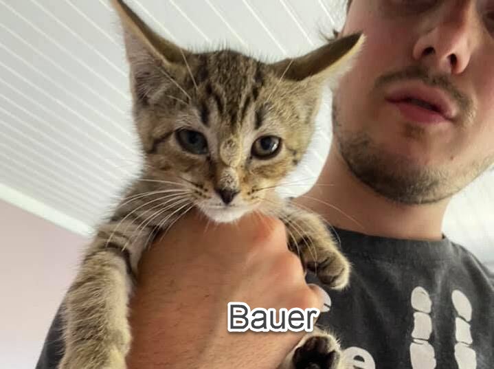 bauer