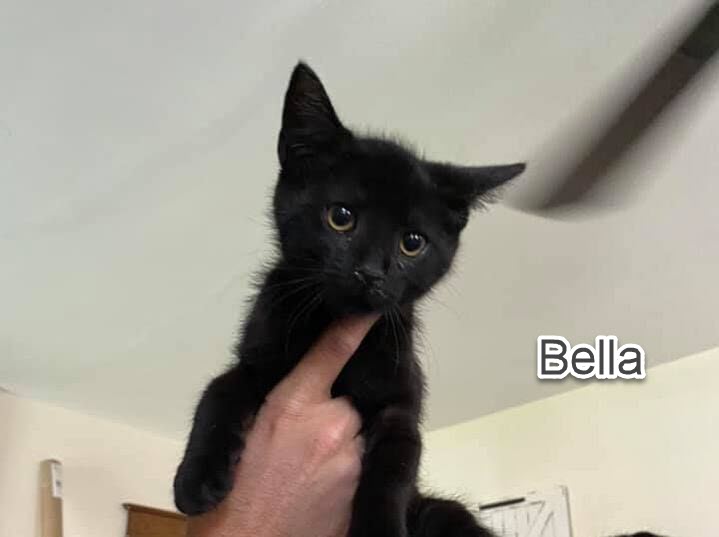 bella