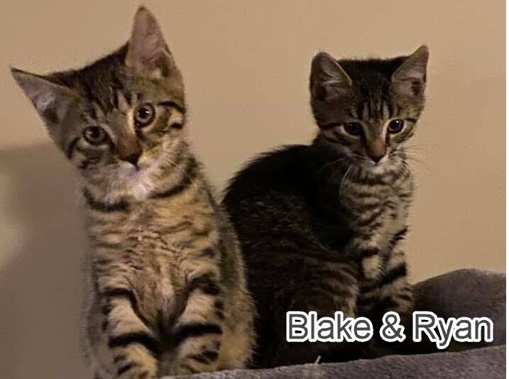 blake-ryan