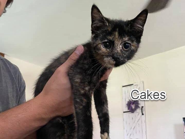 cakes