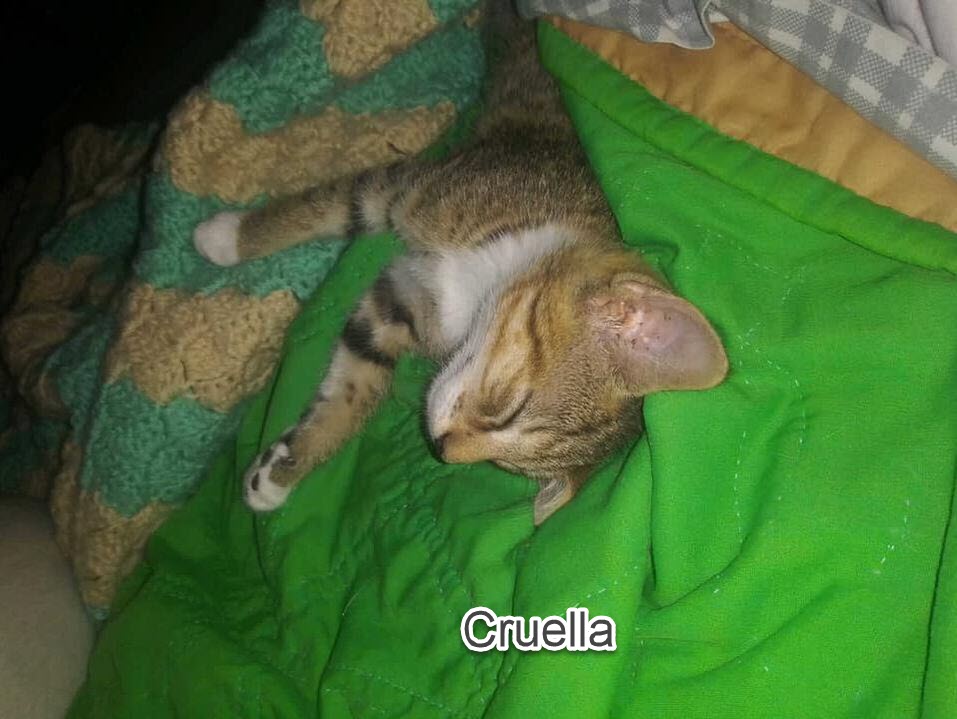 cruella