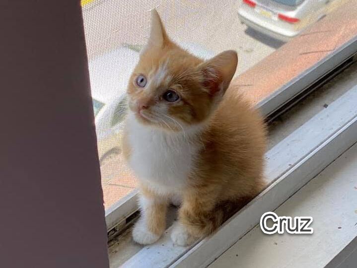 cruz