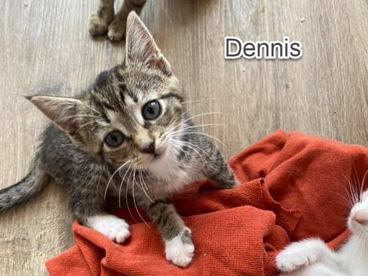 dennis