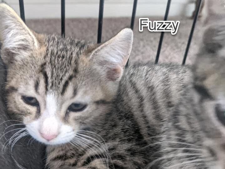 fuzzy