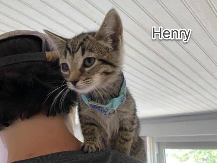 henry