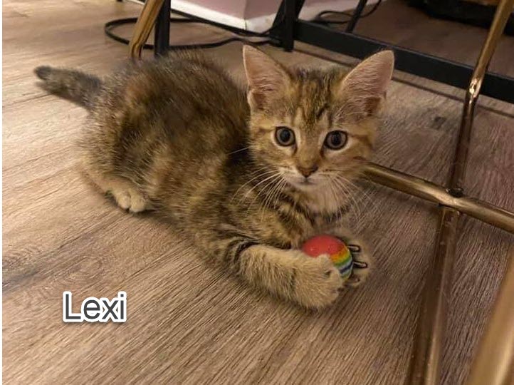 lexi