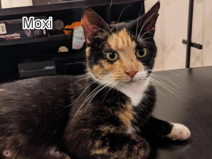 moxxi