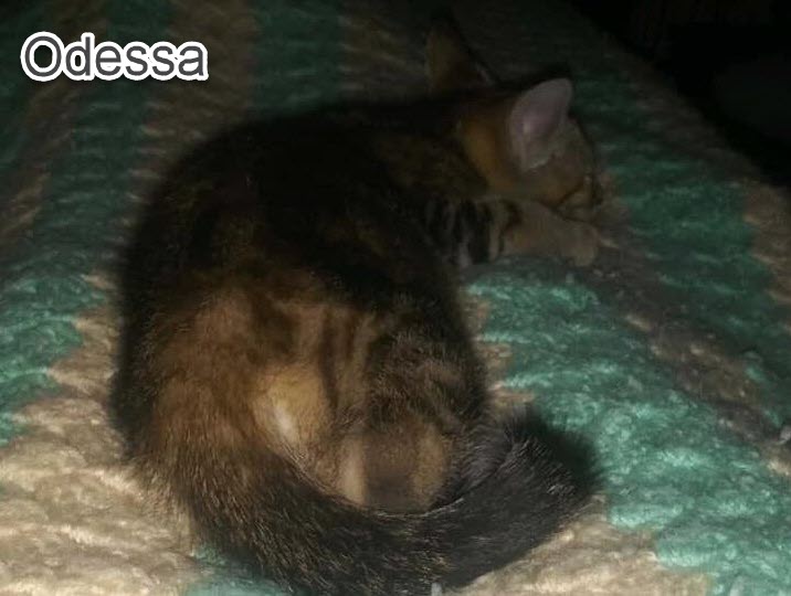 odessa