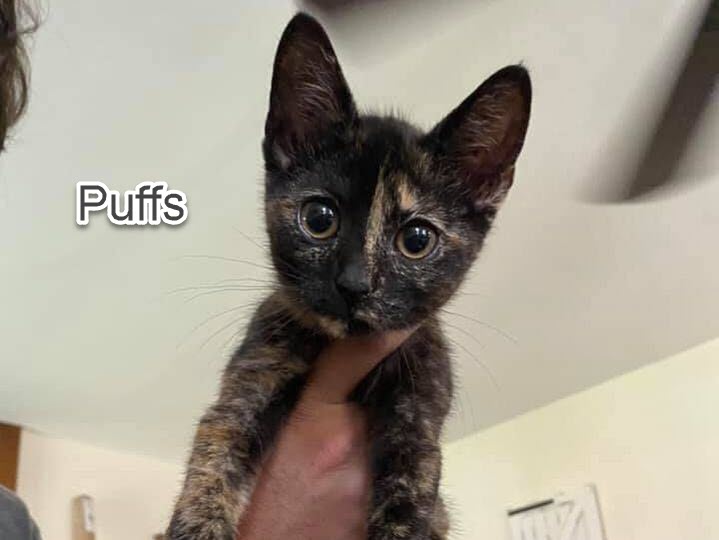 puffs