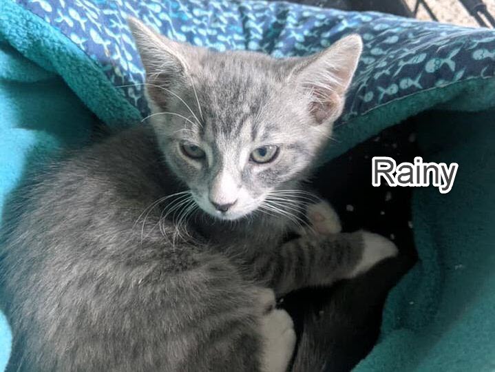 rainy