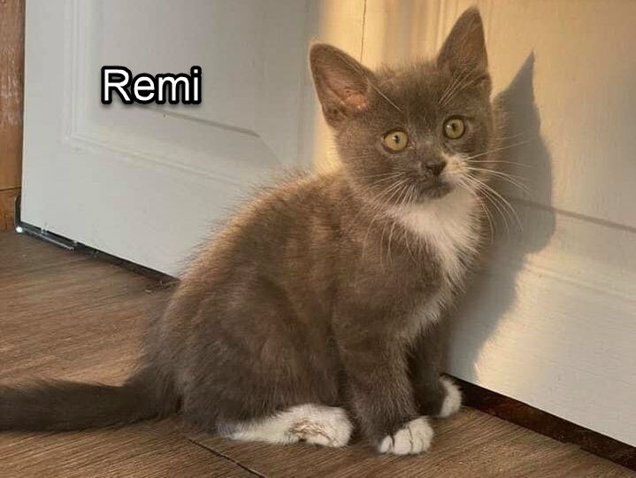 remi